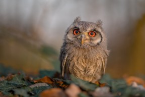 湖人与球迷交流日活动温情满满，湖人和篮网篮球比赛直播