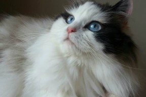 篮球赛事组织方式更加贴近青少年节奏，篮球赛的组织