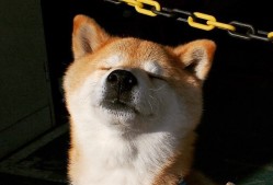 中国篮球职业联赛裁判员培训体系建设与优化研究，篮球裁判员培训教程