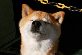 中国篮球职业联赛裁判员培训体系建设与优化研究，篮球裁判员培训教程