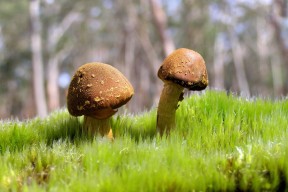 皇家社会控球精度提升扩大控场范围，皇家社会新球场