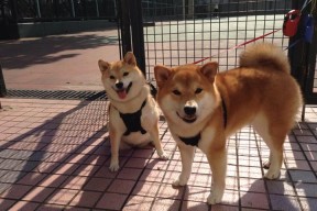 李娜组织公益网球训练营覆盖多地，李娜网球训练视频