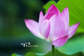 波兰队赛制分析：团体赛制下如何调整战术应对变化，波兰队怎么样