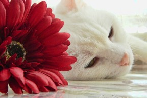 欧洲杯劲爆瞬间：开启心跳的瞬间纪实，播放一下欧洲杯的