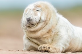 恩多比·恩乔：带领南非羚羊队迅速破敌，攻防完美结合，恩多罗是哪个国家的城市