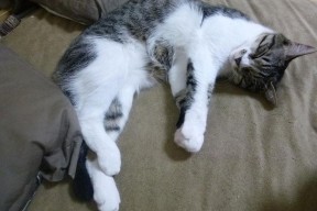 国家男篮引进营养顾问提升体能保障系统，篮球运动员营养需求