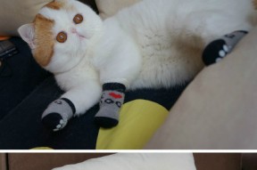 乌干达女篮在非洲锦标赛中持续攻坚，为奥运梦想奋勇拼搏，乌干达女子精英联赛