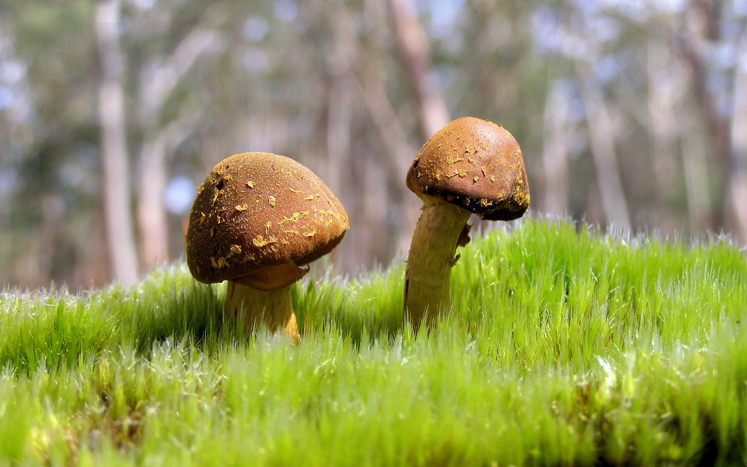 皇家社会控球精度提升扩大控场范围,皇家社会新球场