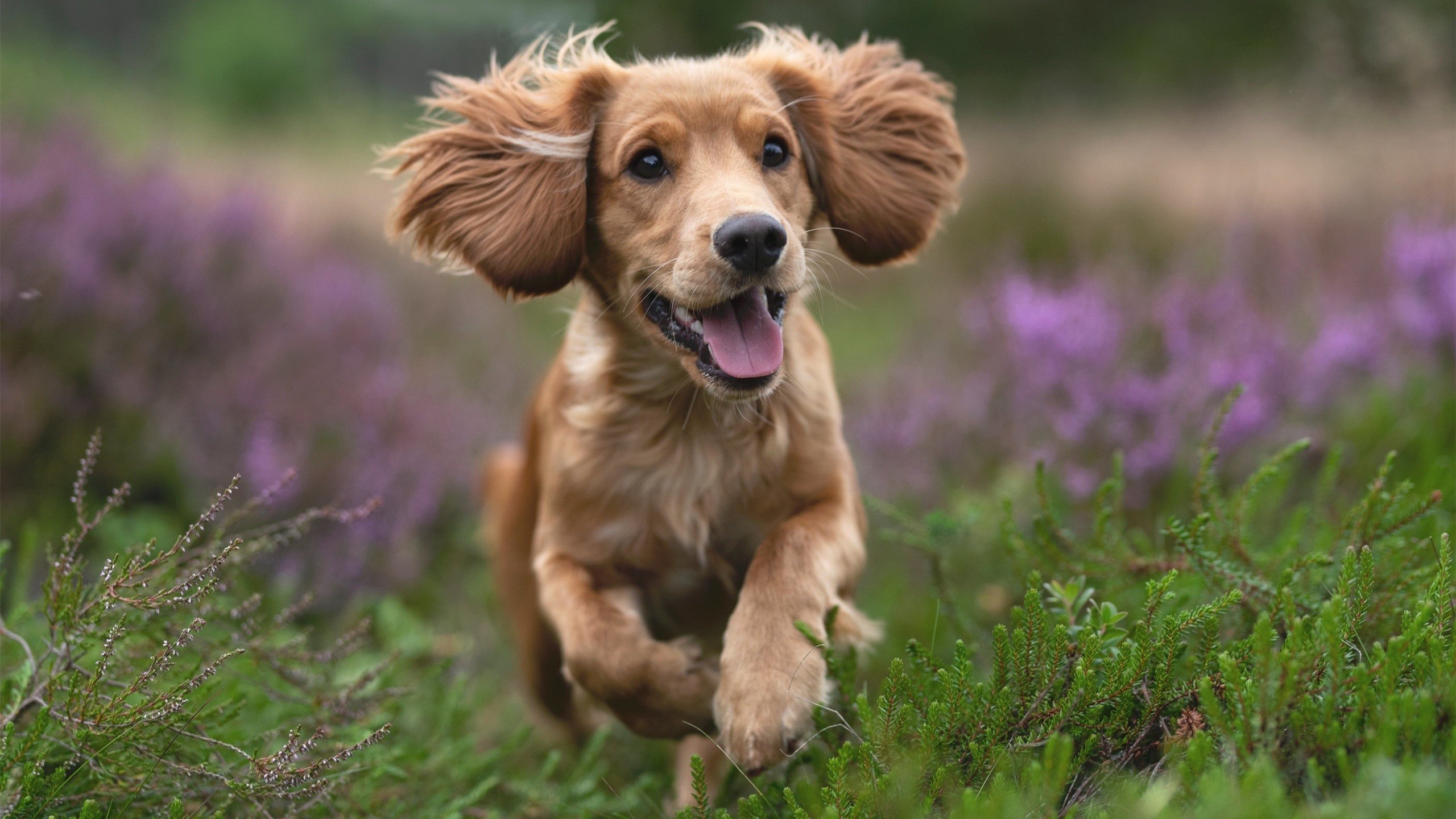 赫塔菲阵容稳定性提升掌控比赛节奏,赫塔菲7连败