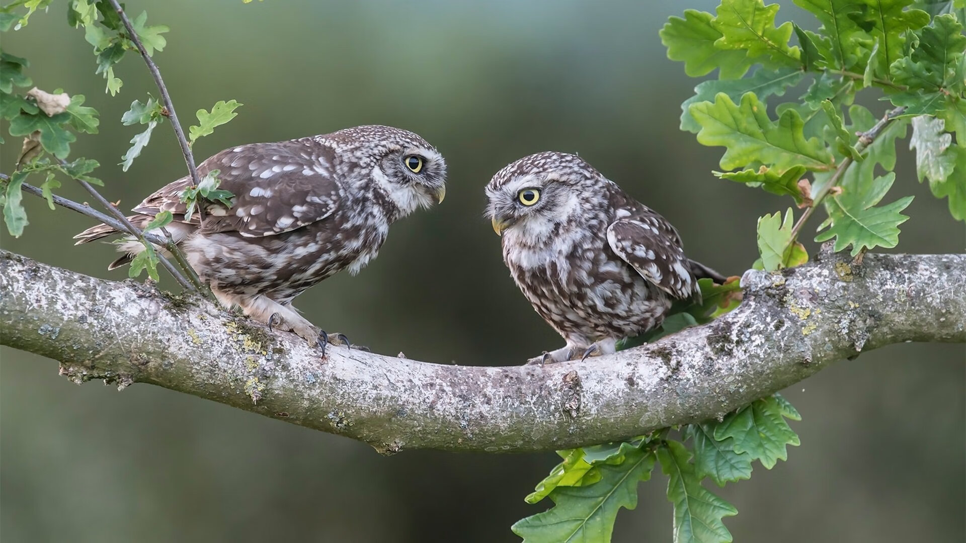 德甲决赛:跌宕起伏的升降机比赛,英甲升降机规则