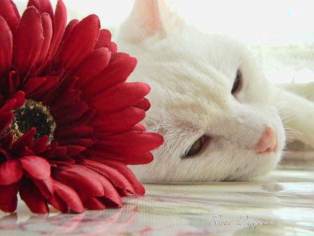 欧洲杯劲爆瞬间:开启心跳的瞬间纪实,播放一下欧洲杯的