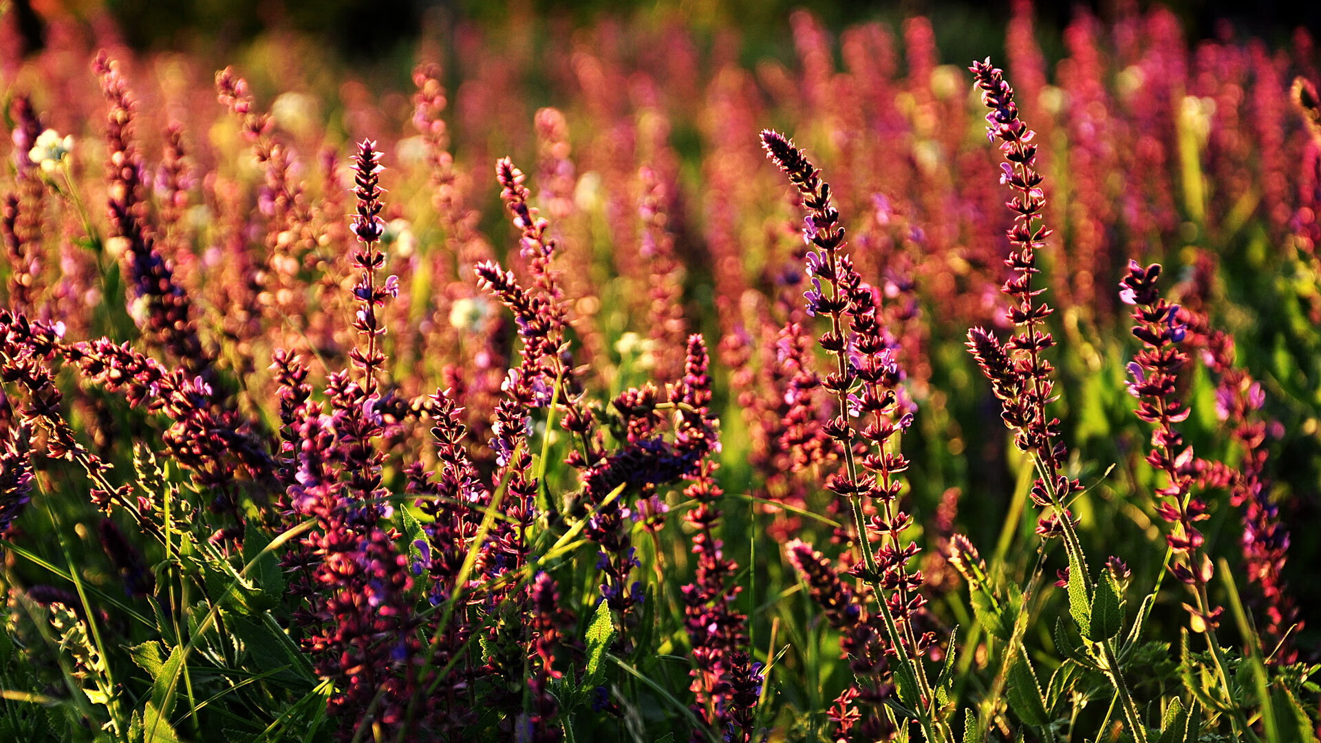 波波维奇赛后感谢团队支持与鼓励,波波维奇常规赛胜场数最新