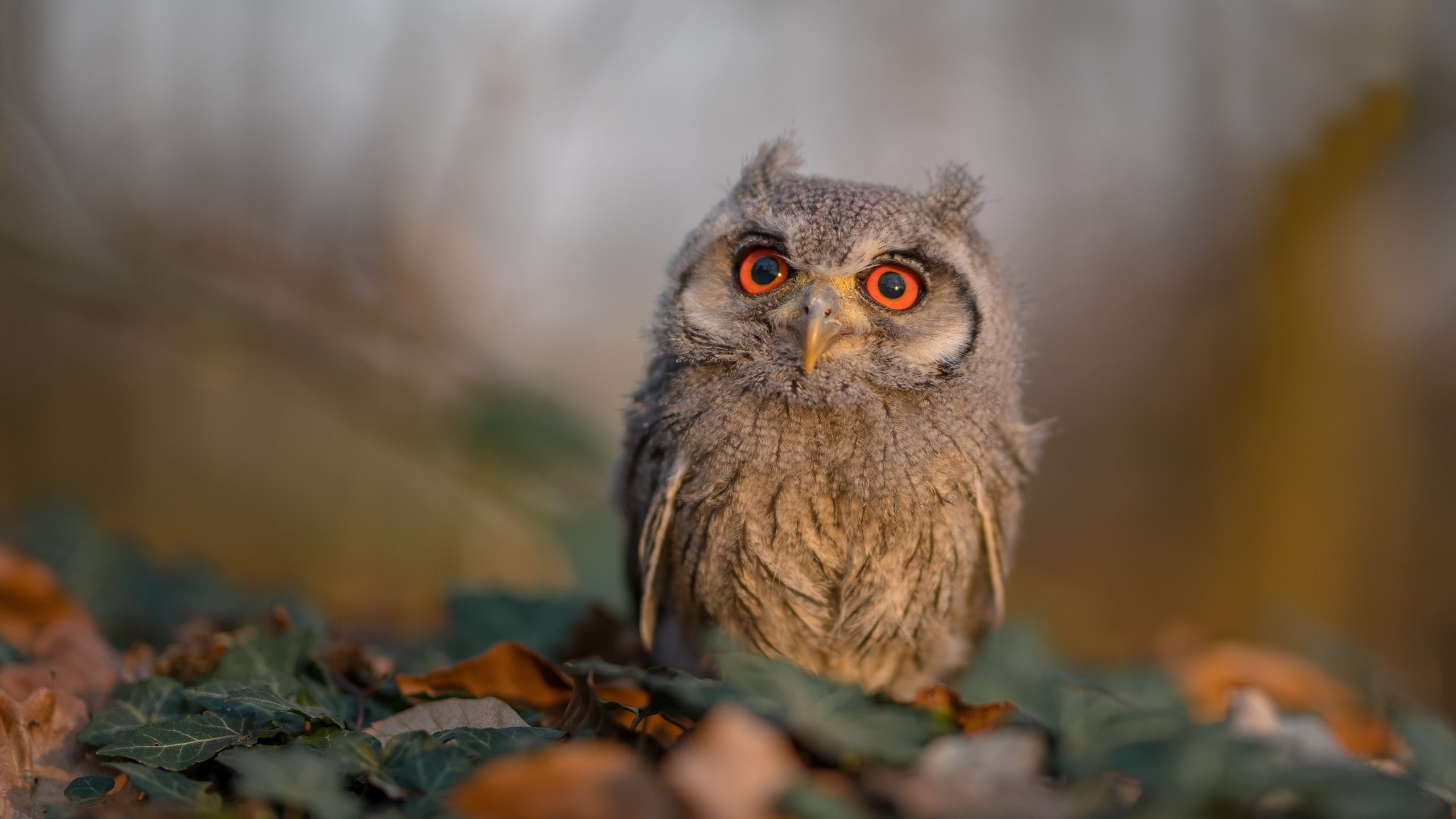 湖人与球迷交流日活动温情满满,湖人和篮网篮球比赛直播